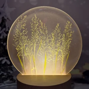 禾本科植物 小夜燈